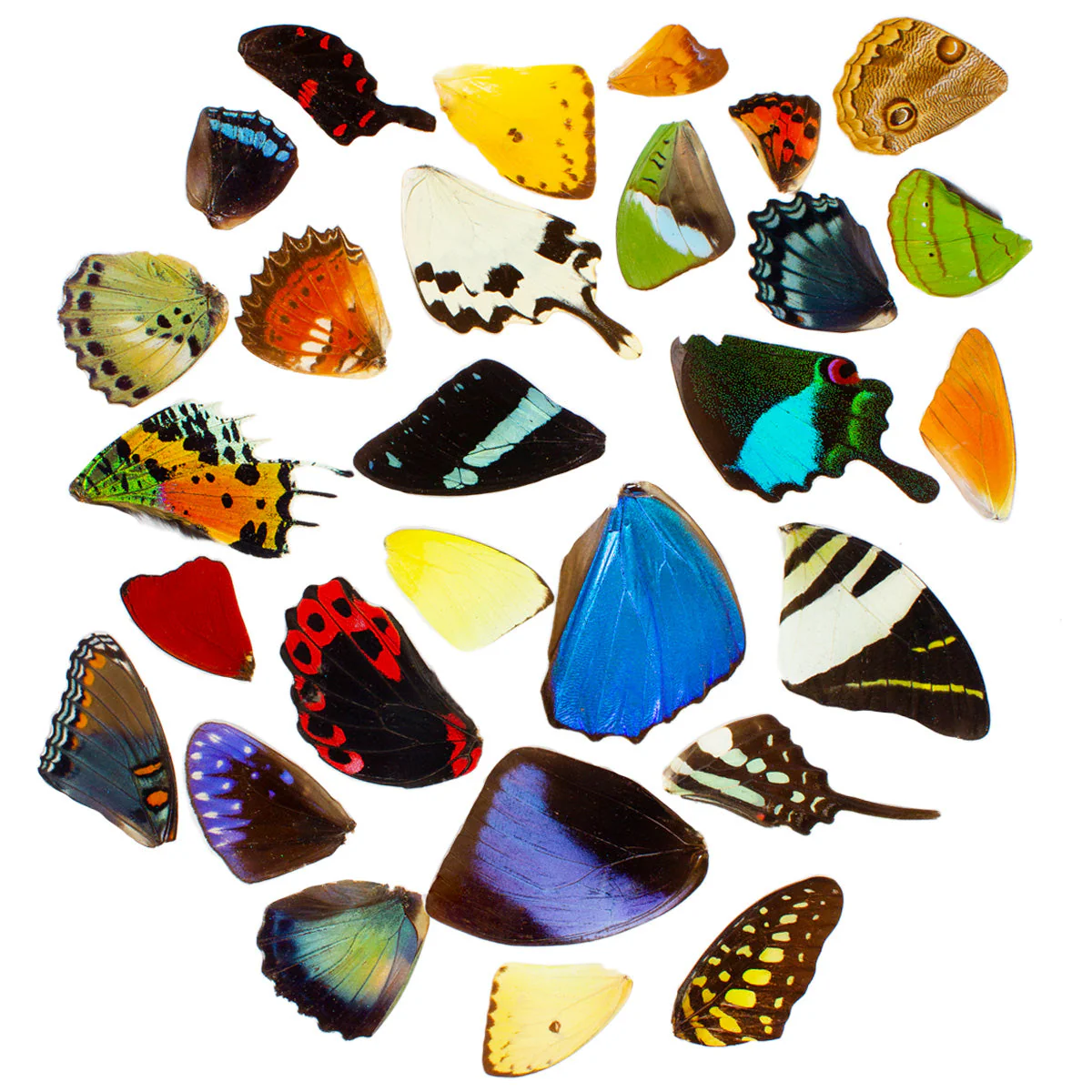 40 B-GRADE Wings, Assorted Tropical Butterfly Wings for Arts and Crafts