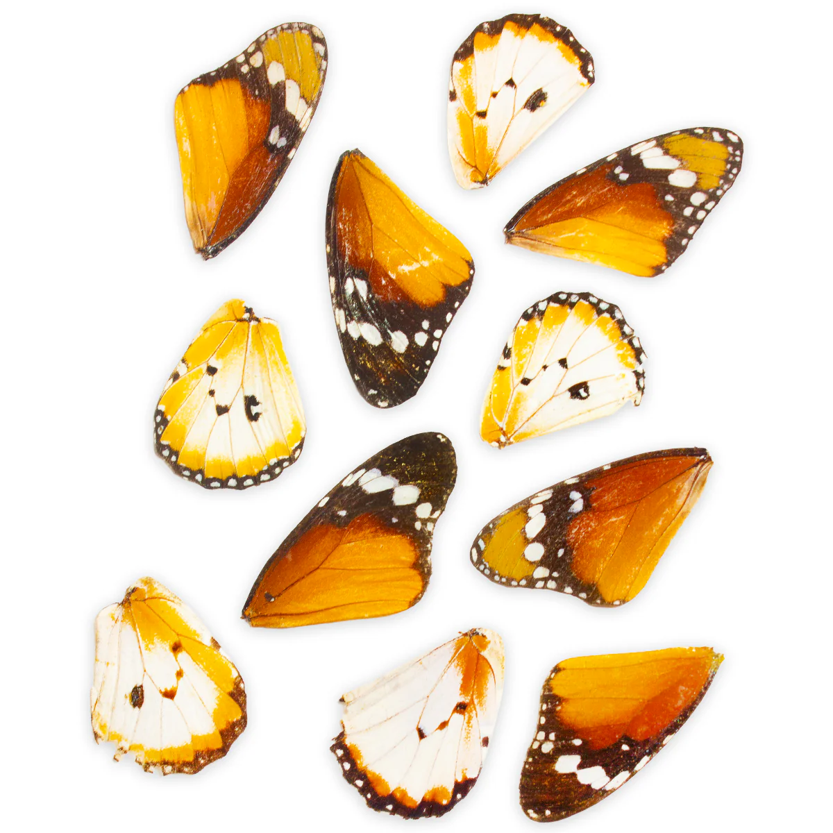 40 Chrysippus African Monarch Butterfly Wings for Art Projects