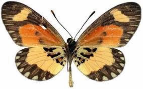 Acraea bonasia