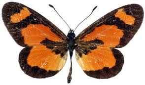 Acraea bonasia - Image 2