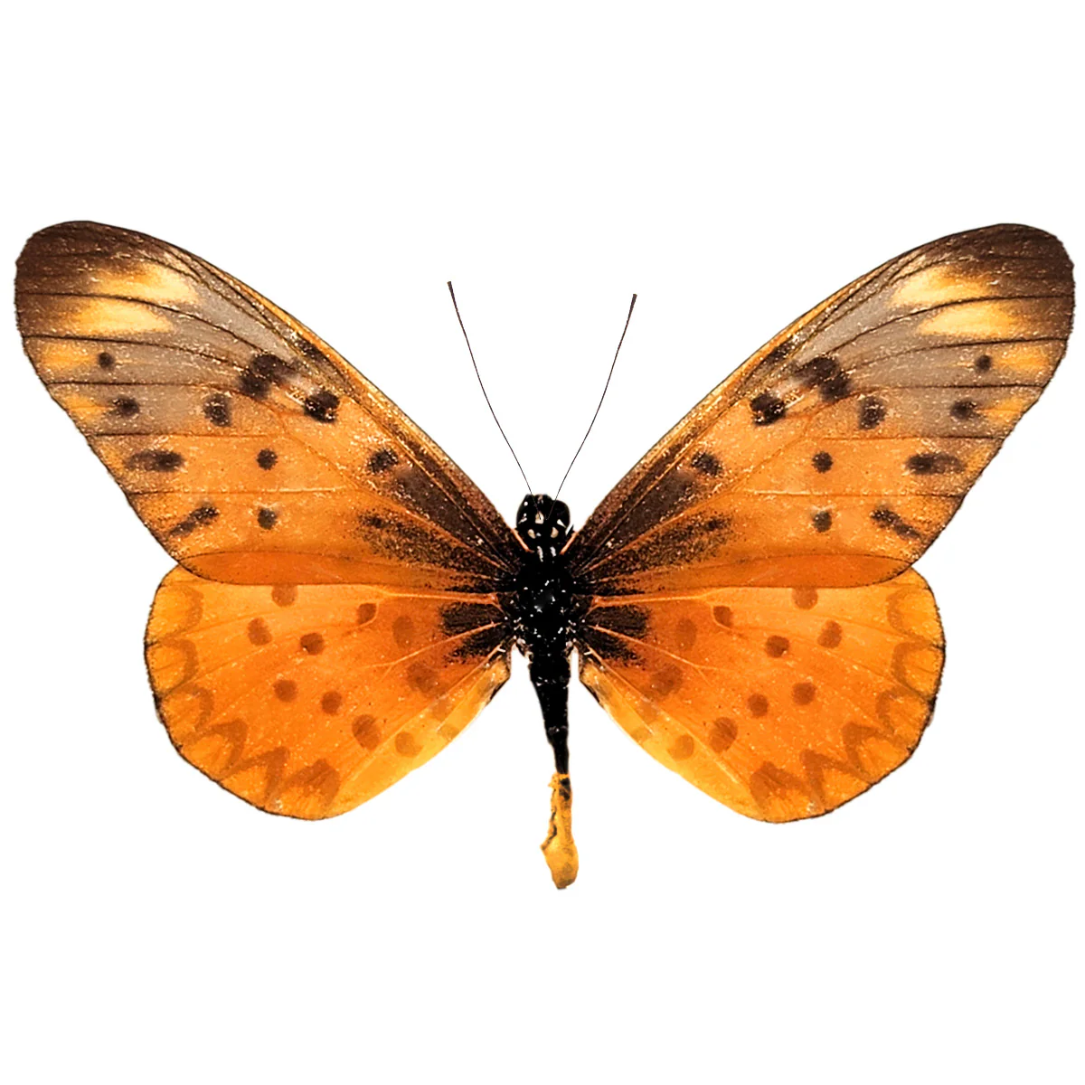 Acraea horta