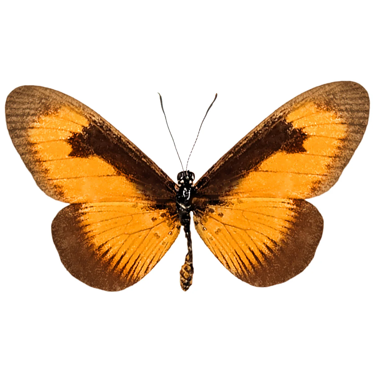 Acraea jodutta