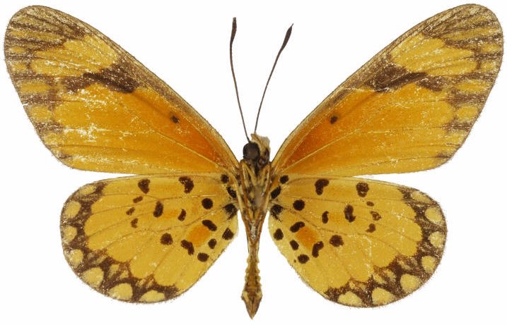 Acraea serena