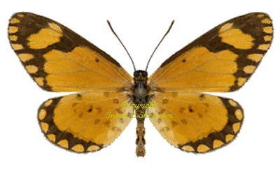 Acraea serena - Image 2