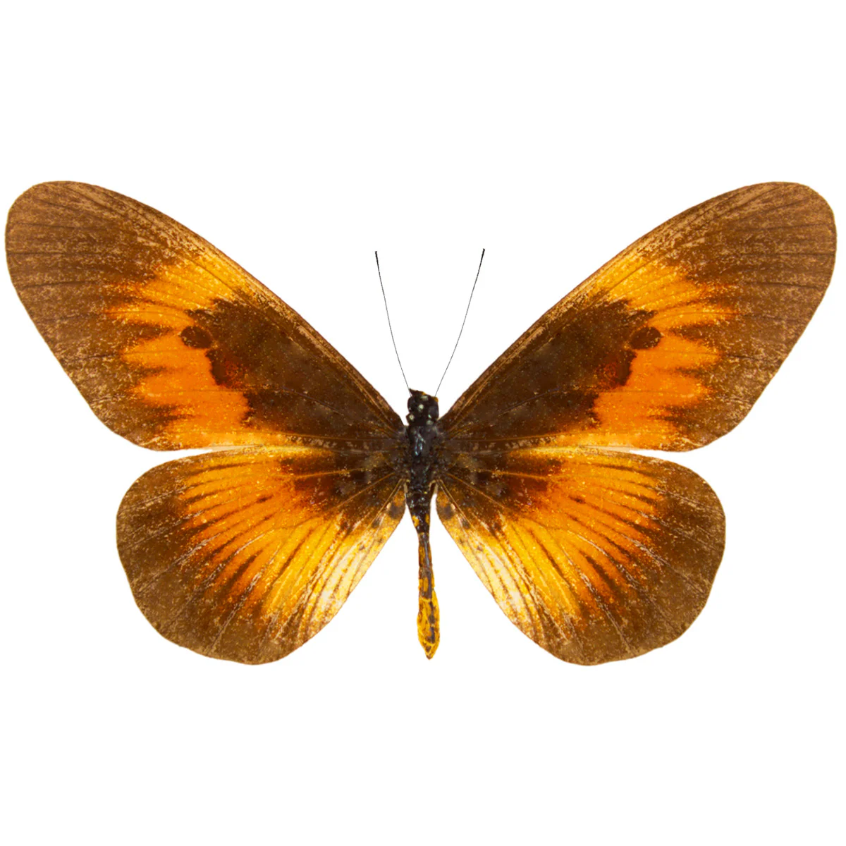 Acraea terpiscore