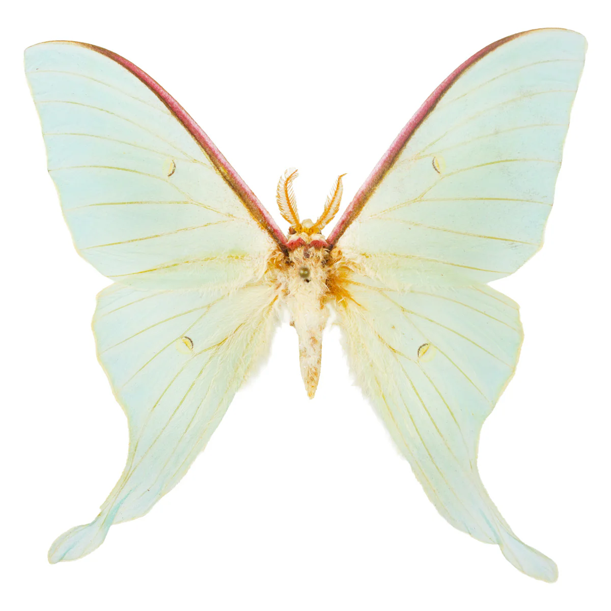 Actias artemis