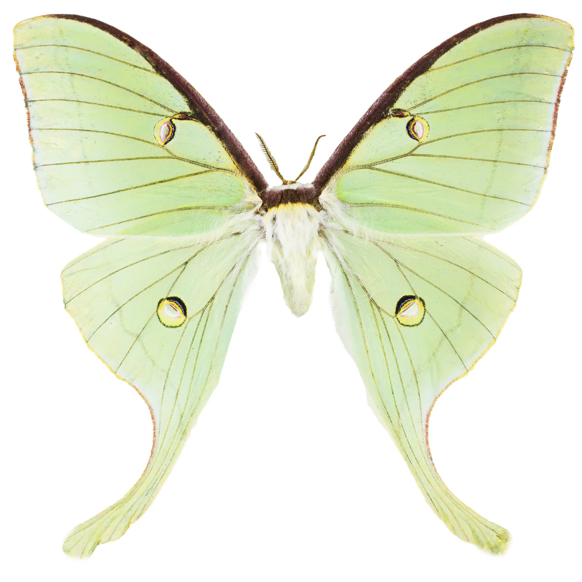 Actias Luna FEMALE