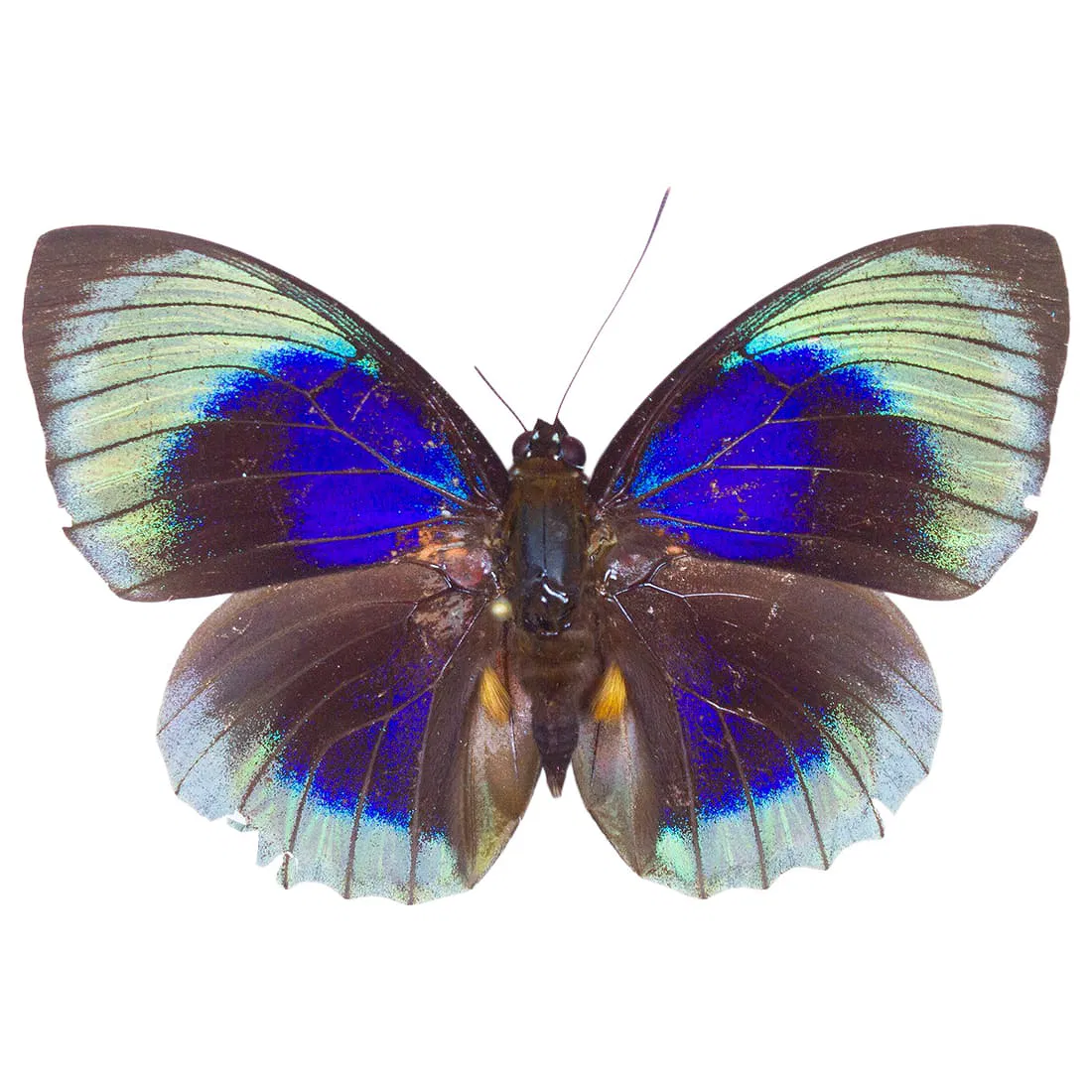 Agrias beata beautica