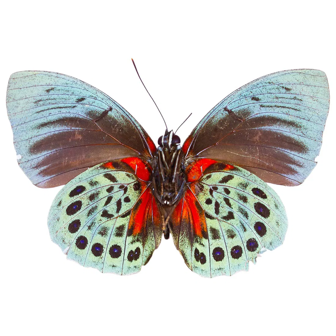 Agrias beata beautica - Image 2