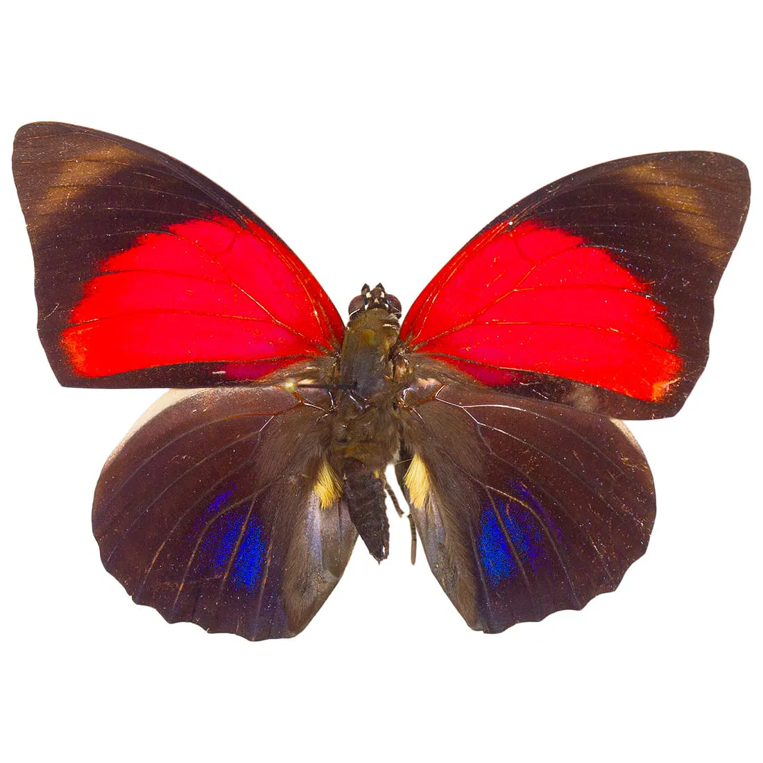 Agrias claudina lugens