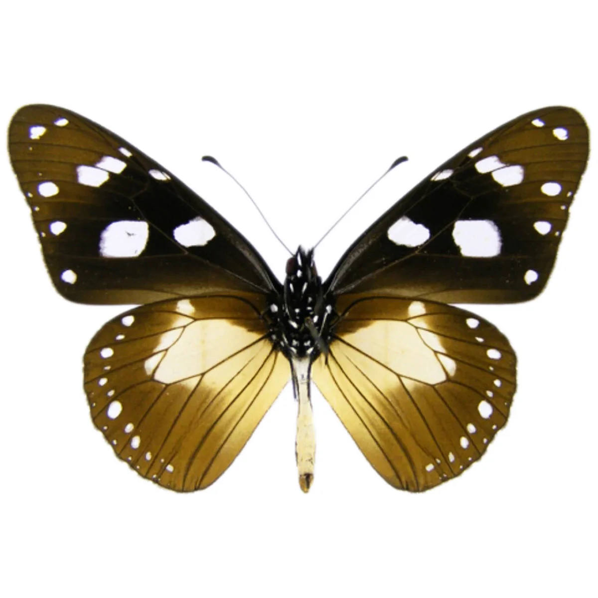 Amauris albimaculata ssp.