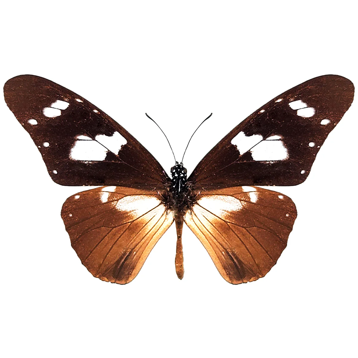 Amauris damcocles