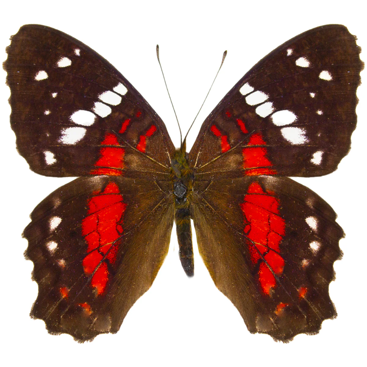 Anartia amathea