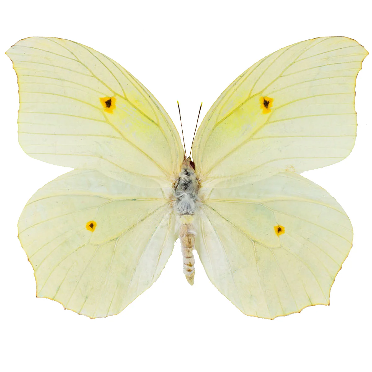Anteos chlorinde