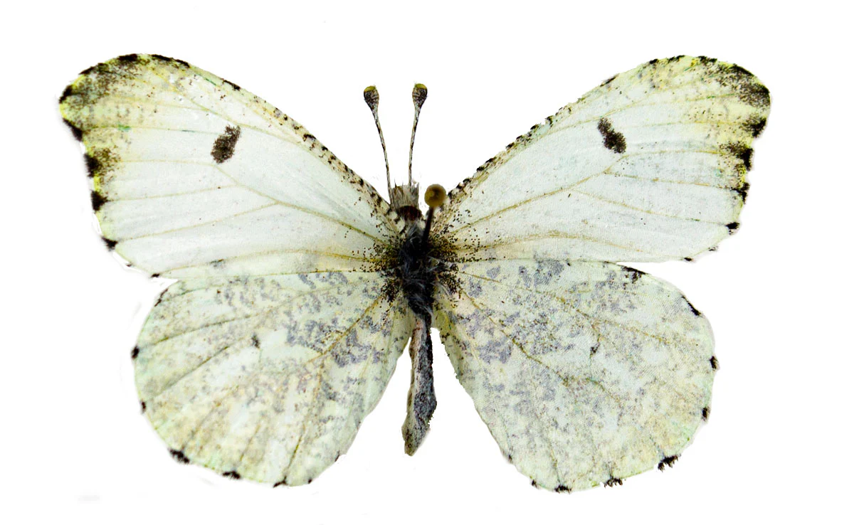 Anthocaris midea FEMALE