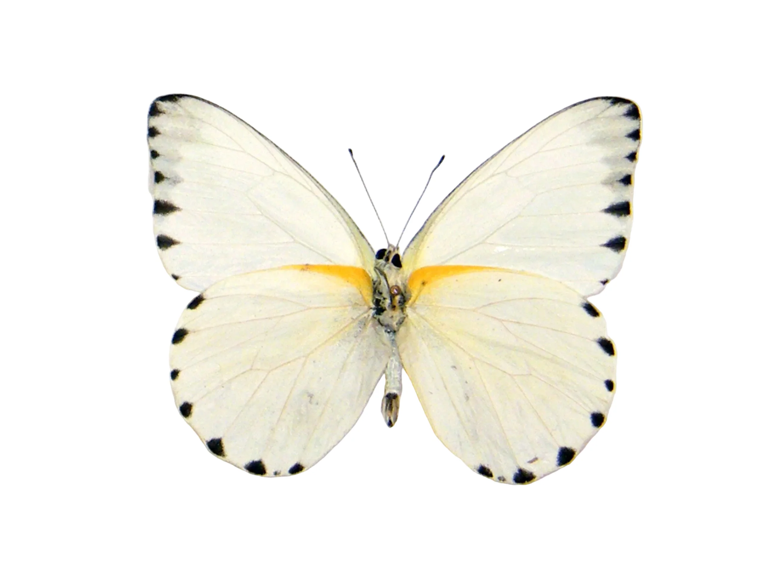 Appias sabina