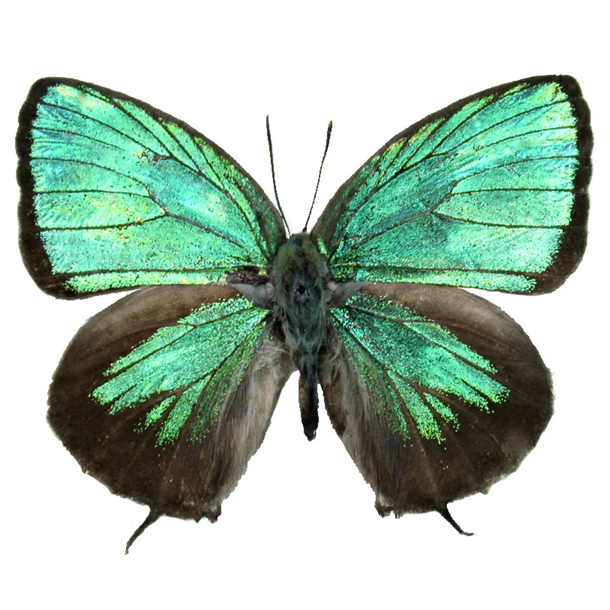 Arhopala eumolphus