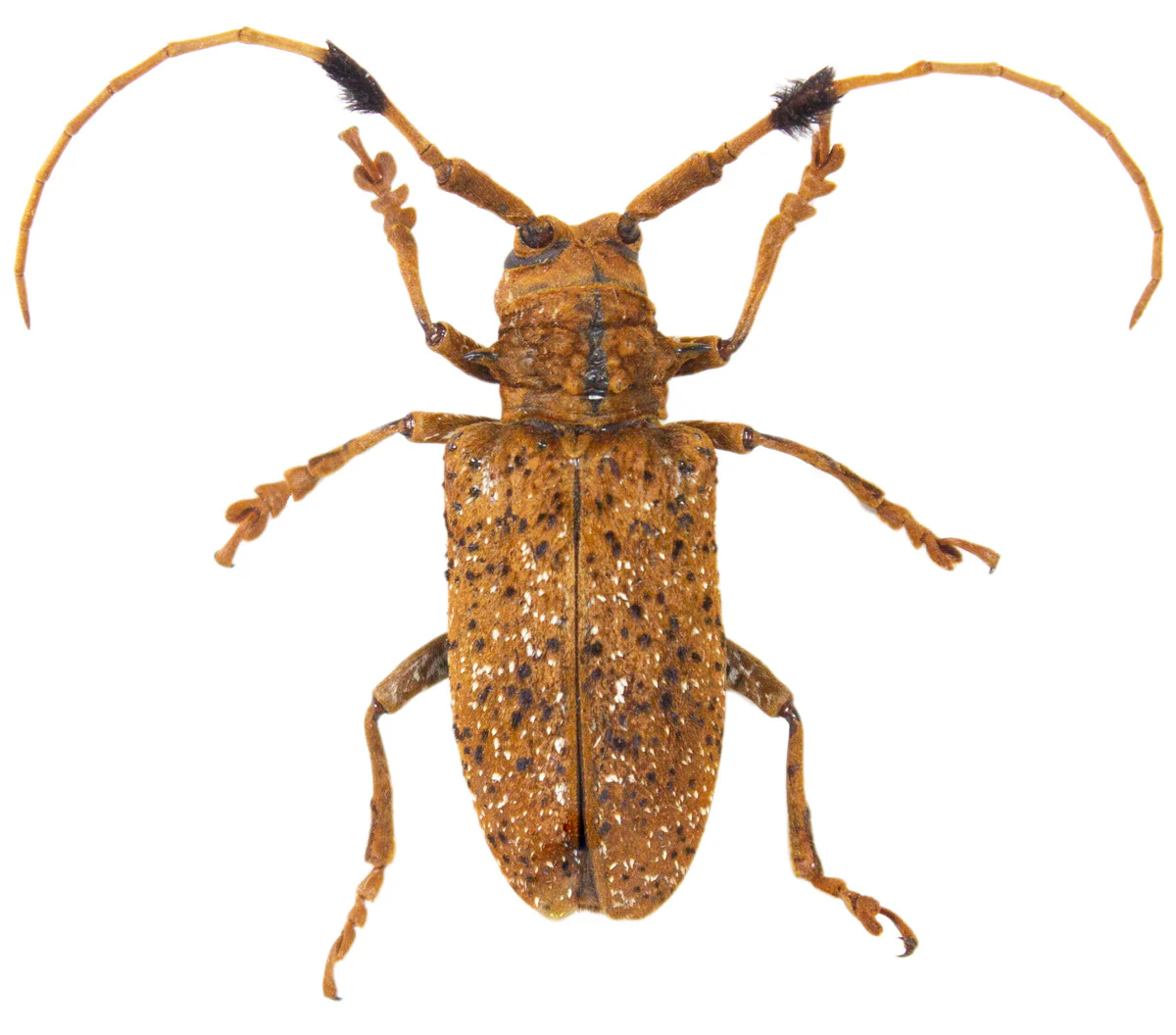 Aristobia horridula