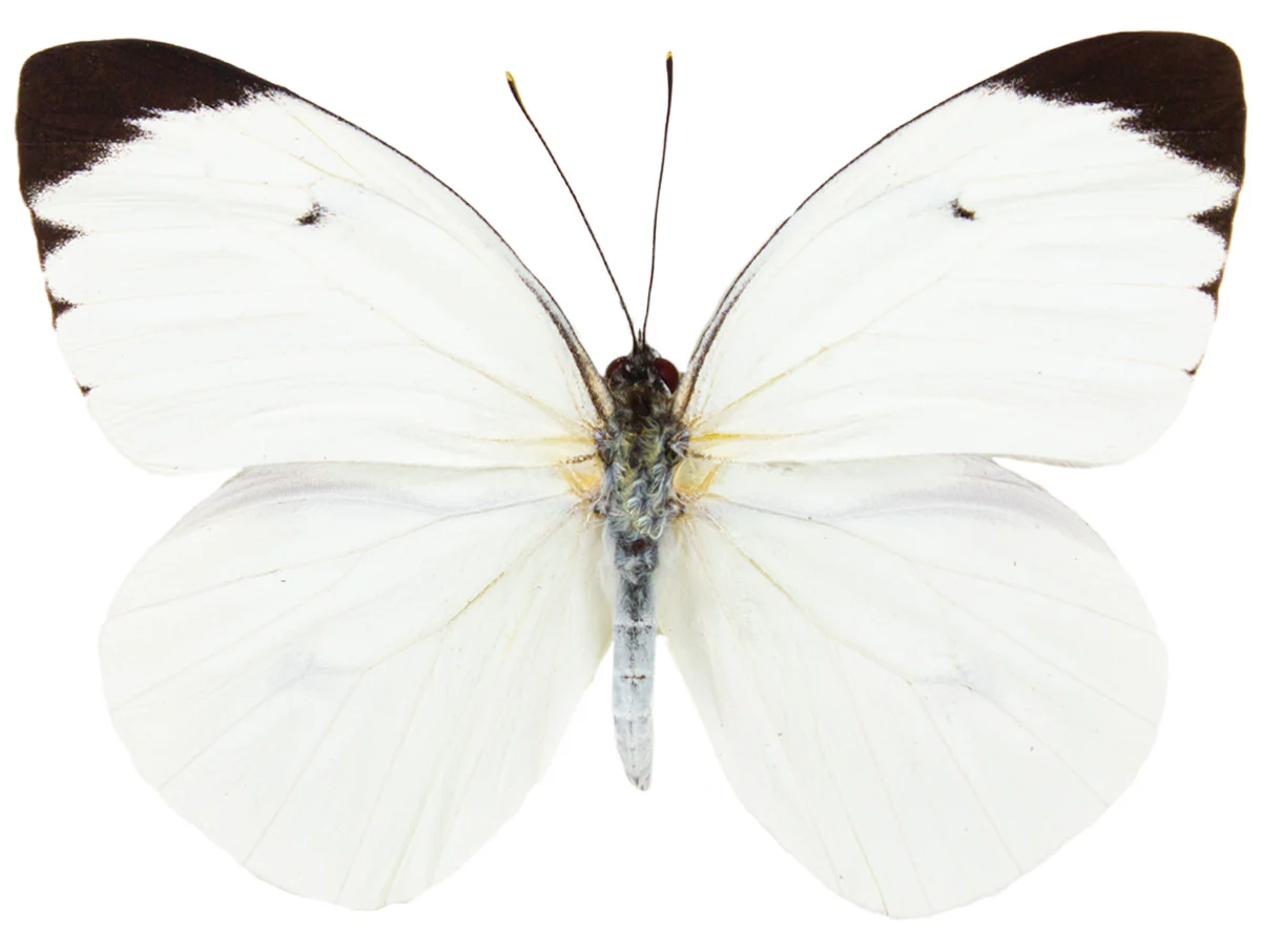 Ascia buneae sublineata
