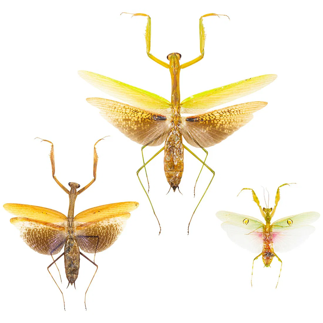 Asian Mantis Trio