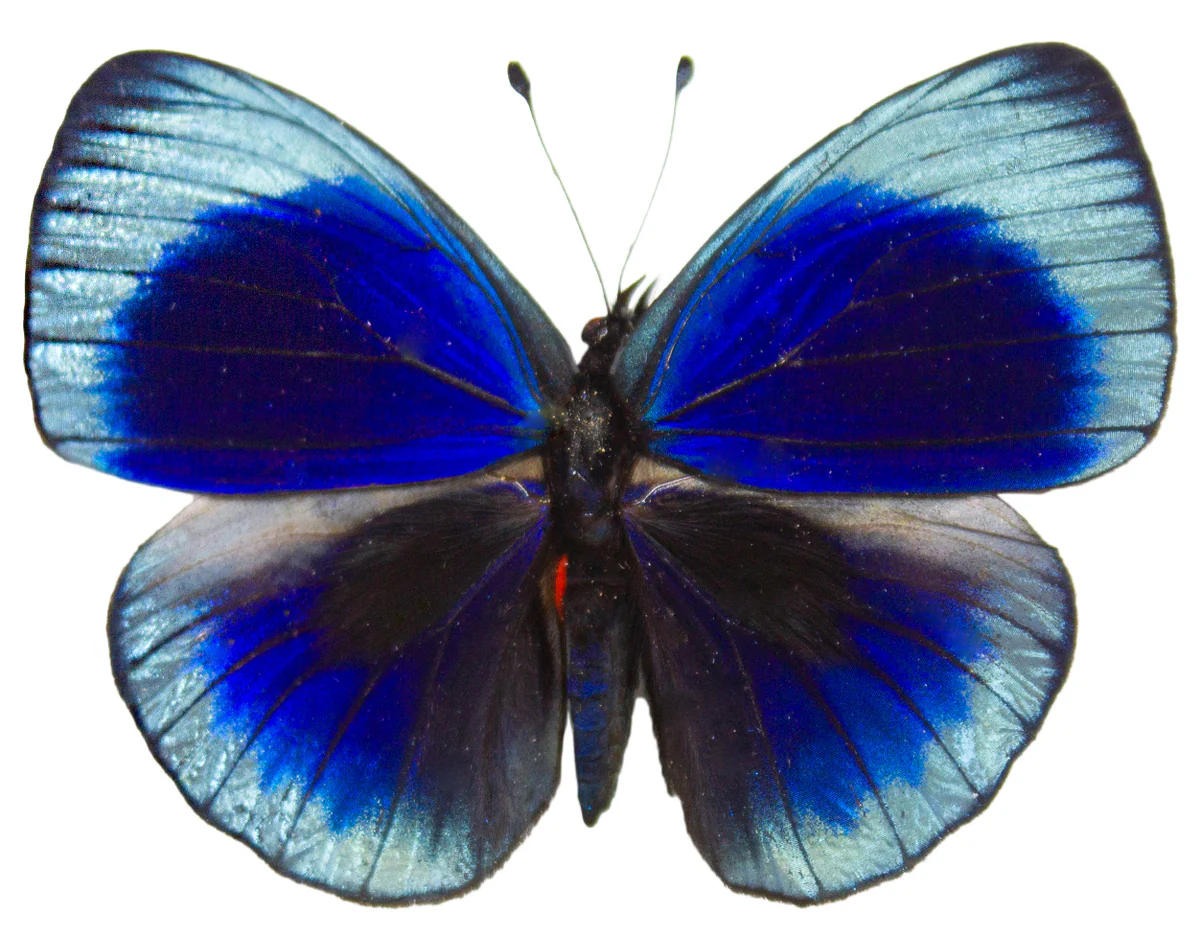 Asterope leprieri