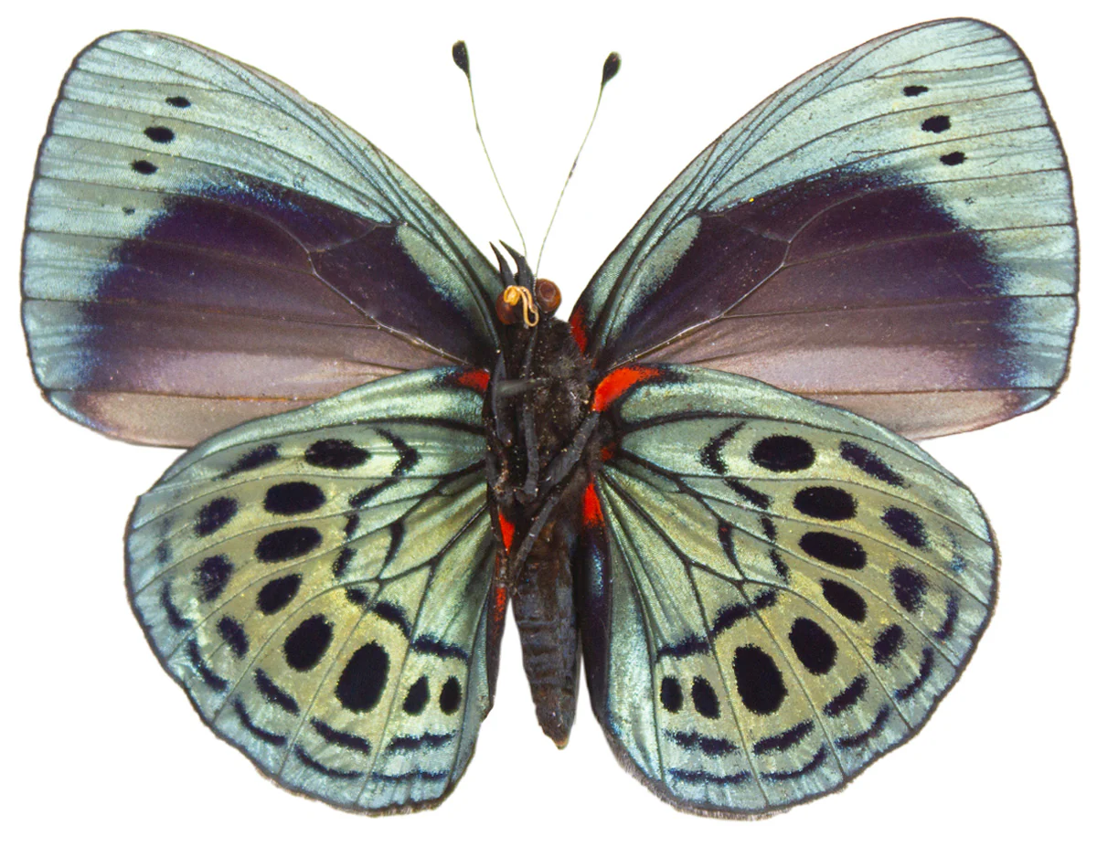 Asterope leprieri - Image 2