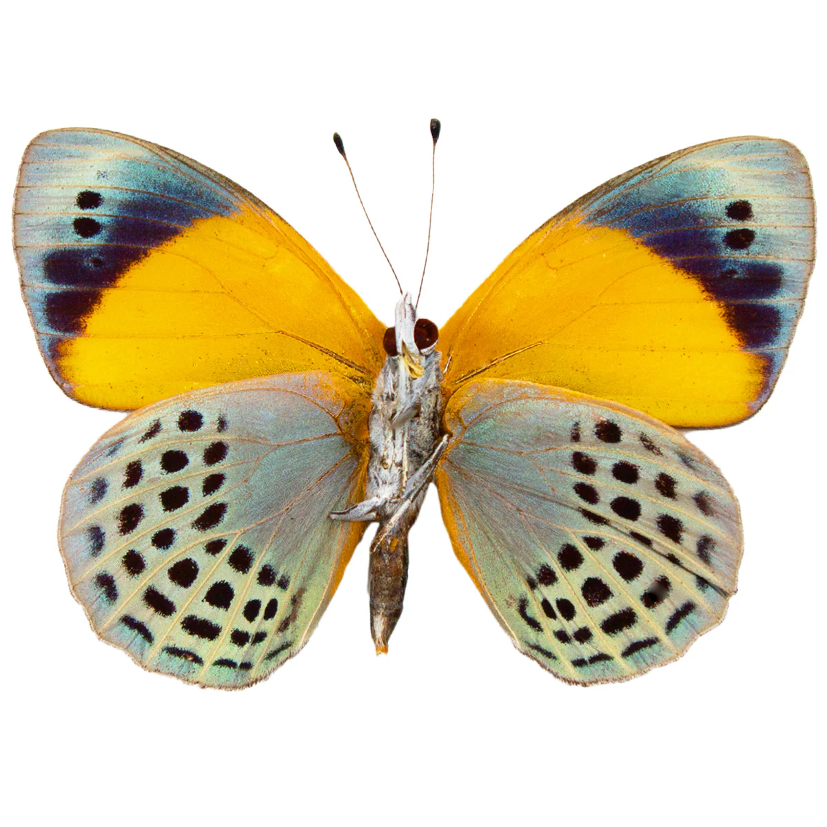 Asterope markii davisii - Image 2