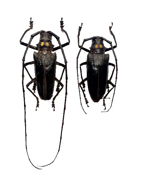 Batocera bryuni PAIR