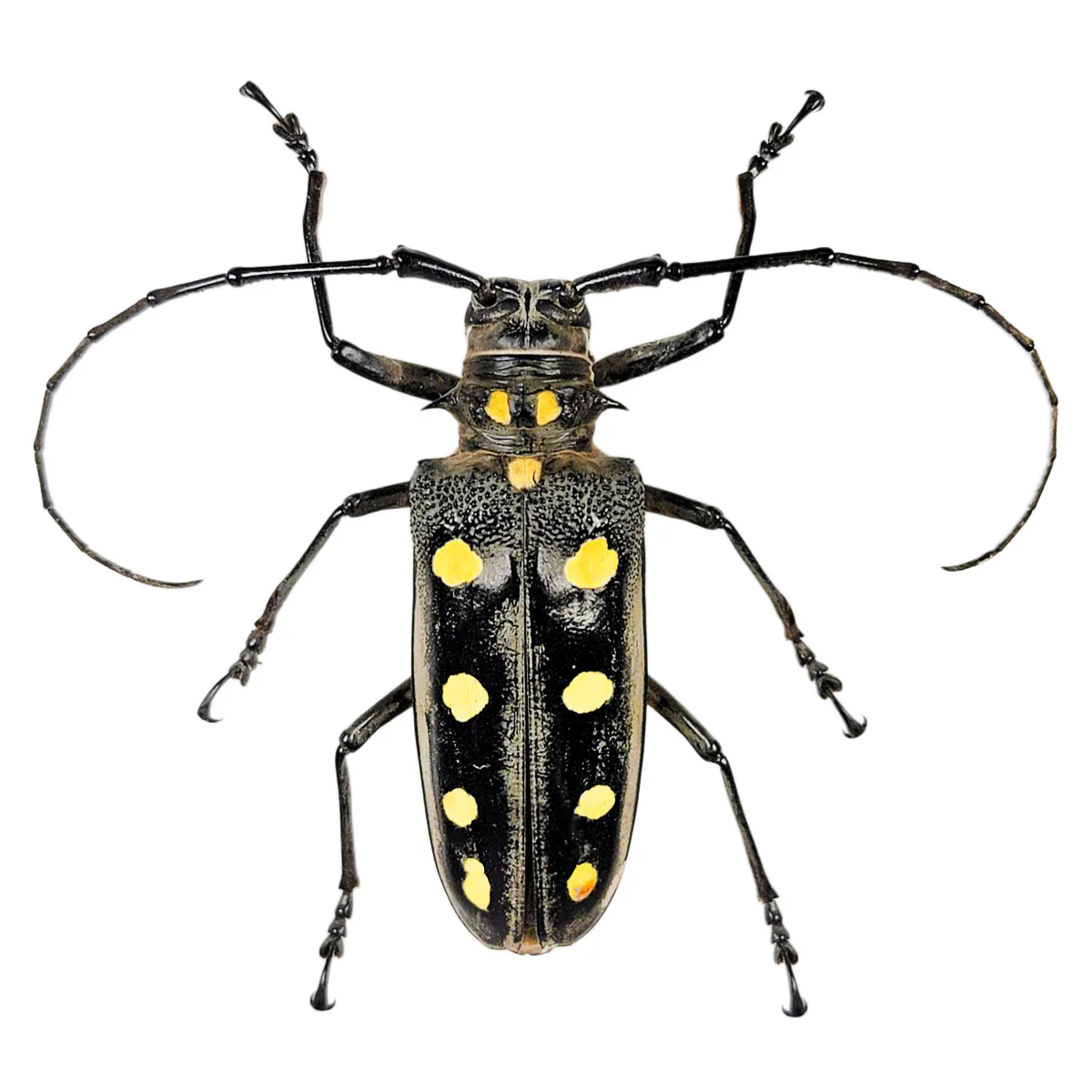 Batocera roylei