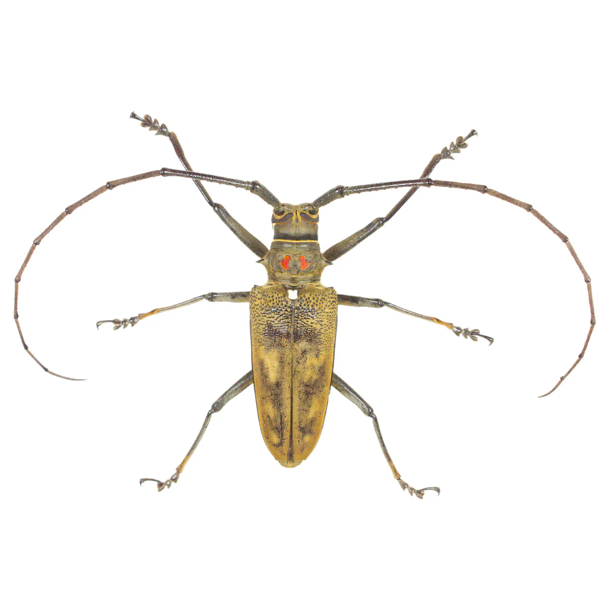 Batocera ruformaculata