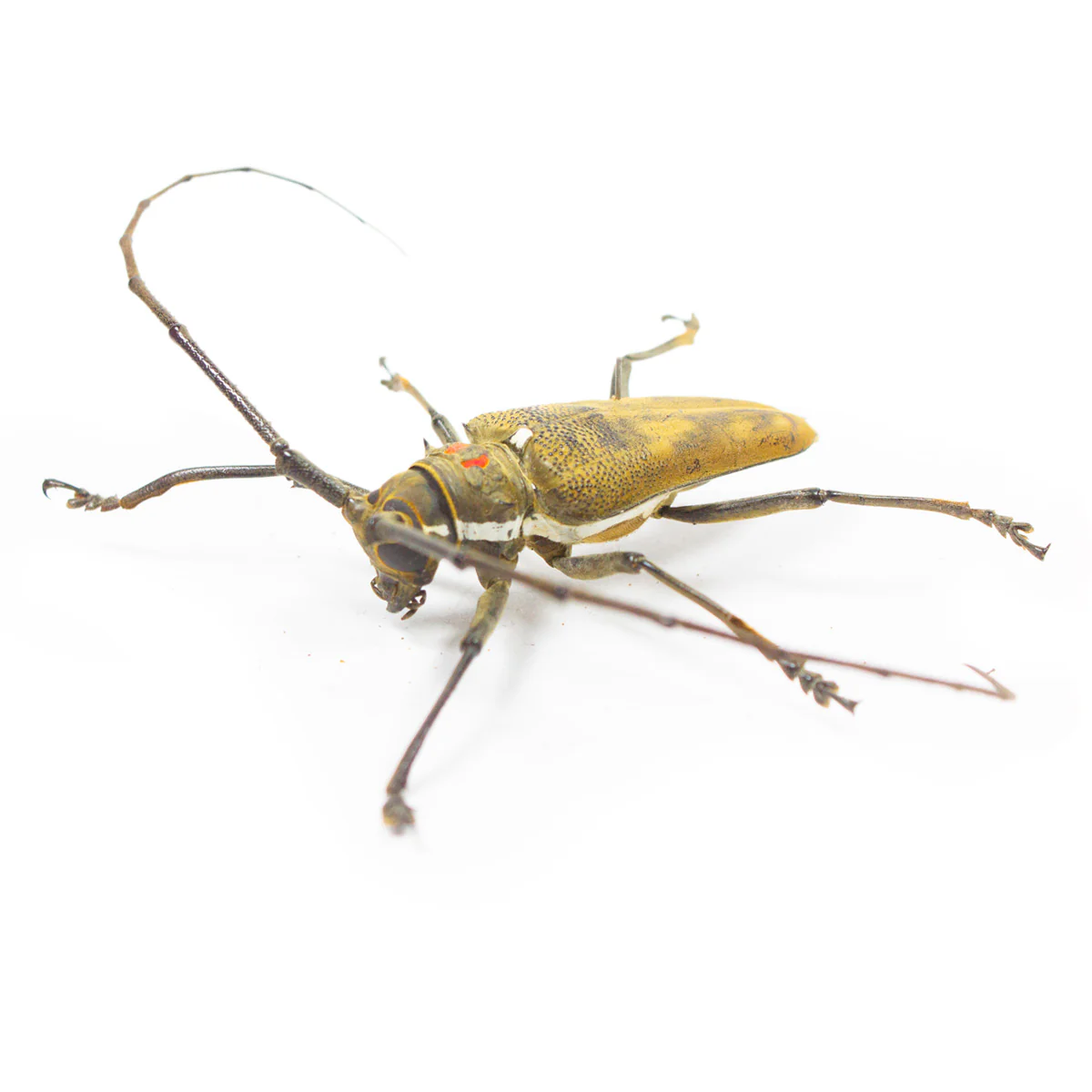 Batocera ruformaculata - Image 2