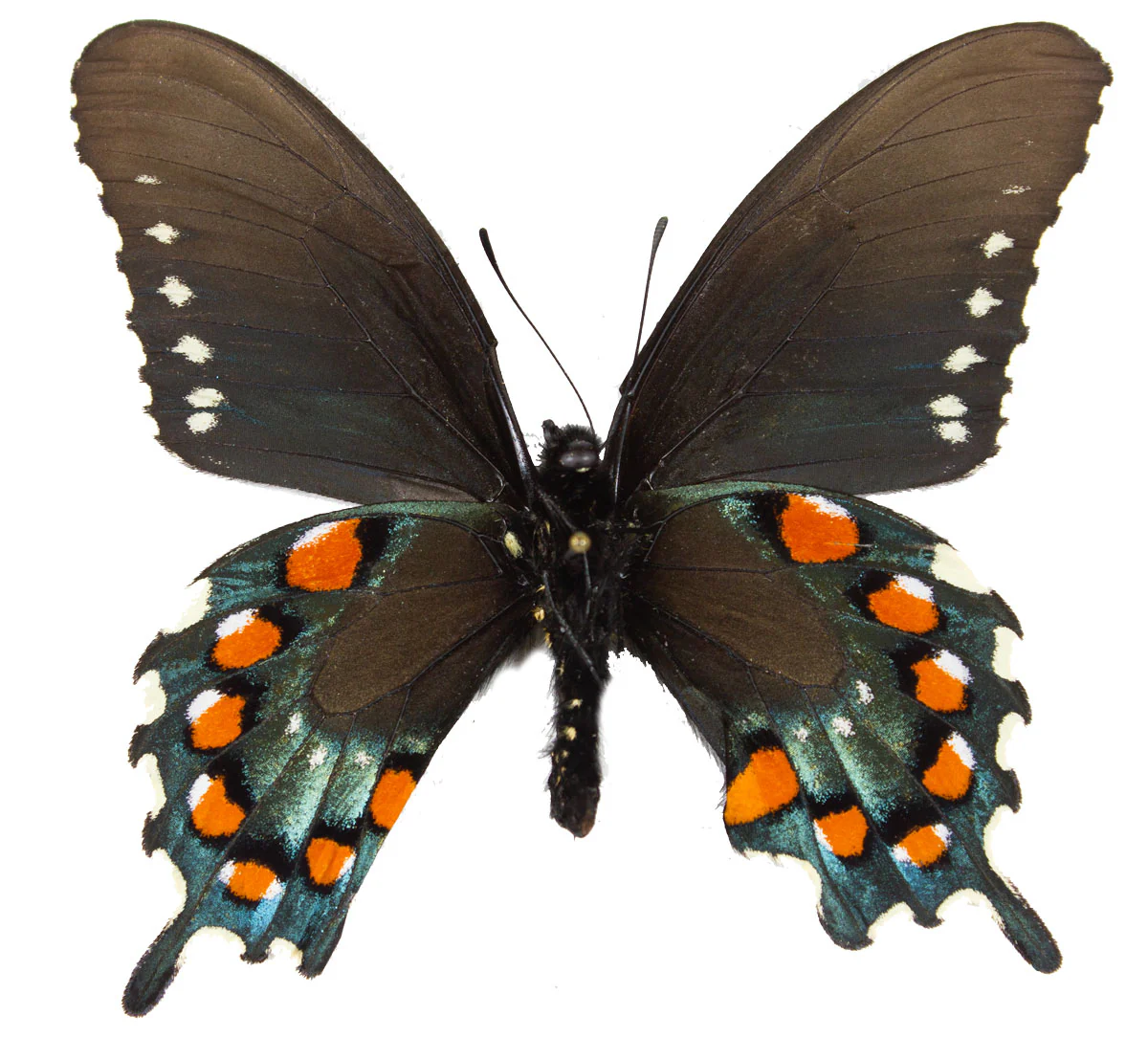 Battus philenor