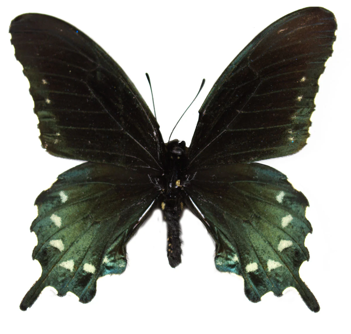 Battus philenor - Image 2