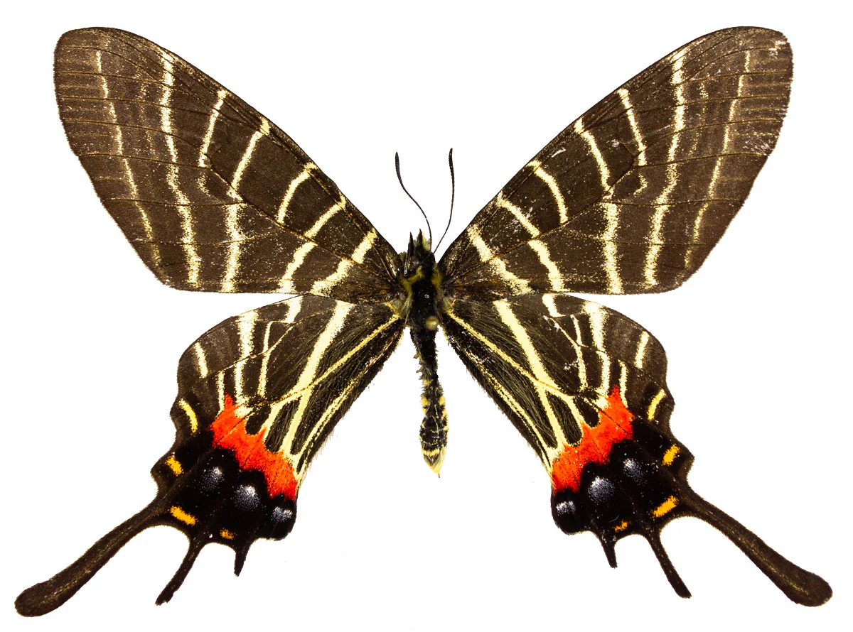 Bhutanitis thaidina