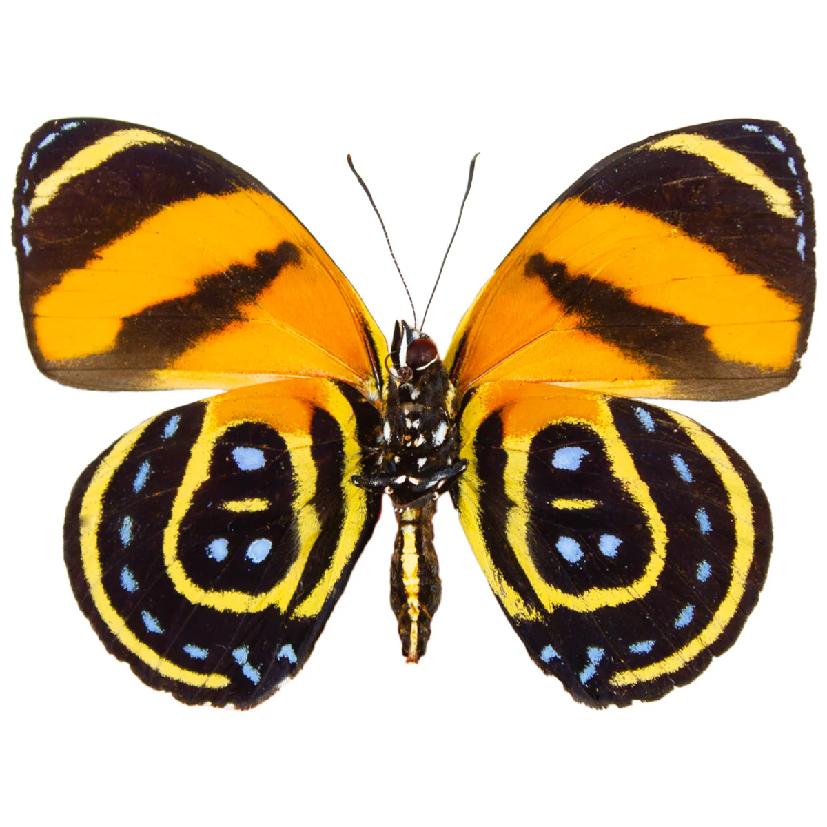 Callicore cynosura