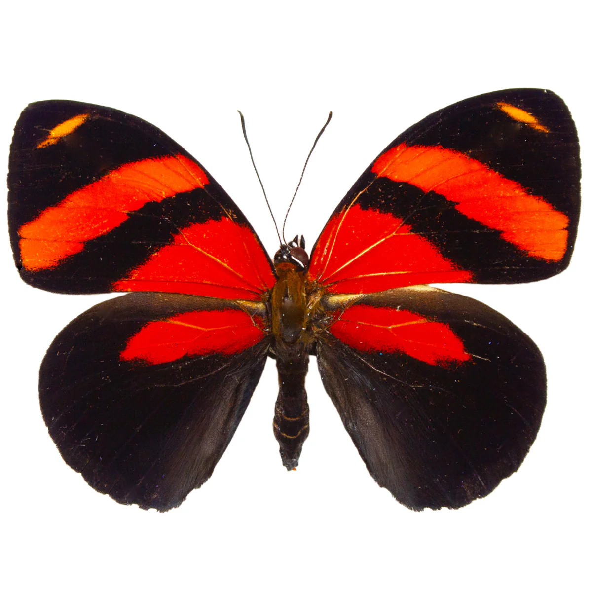Callicore cynosura - Image 2