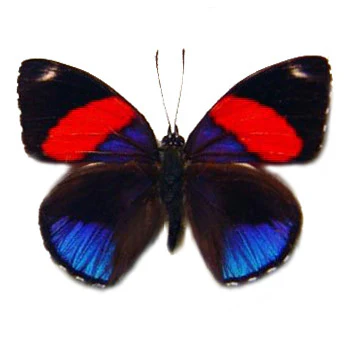 Callicore hystapes