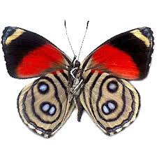 Callicore hystapes - Image 2