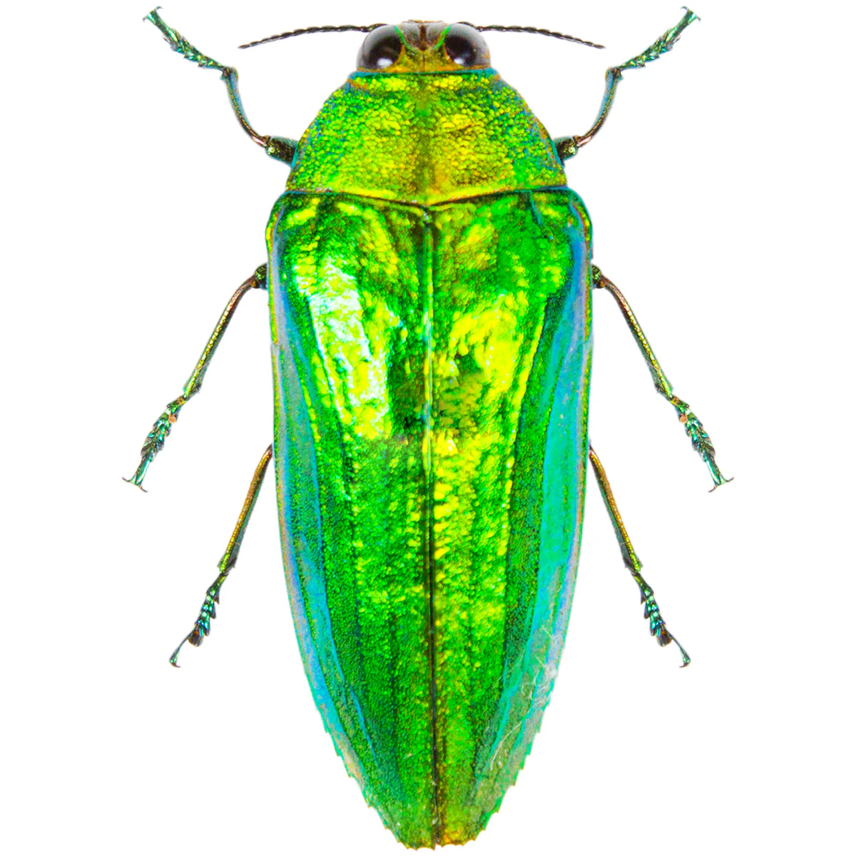 Callopistus castelnauldi