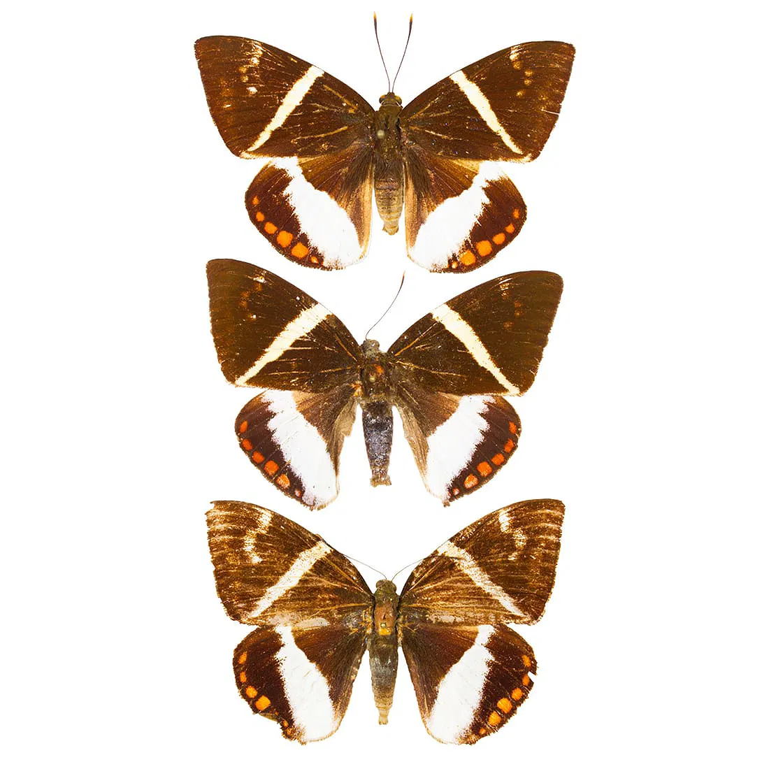Castnia Trio Group