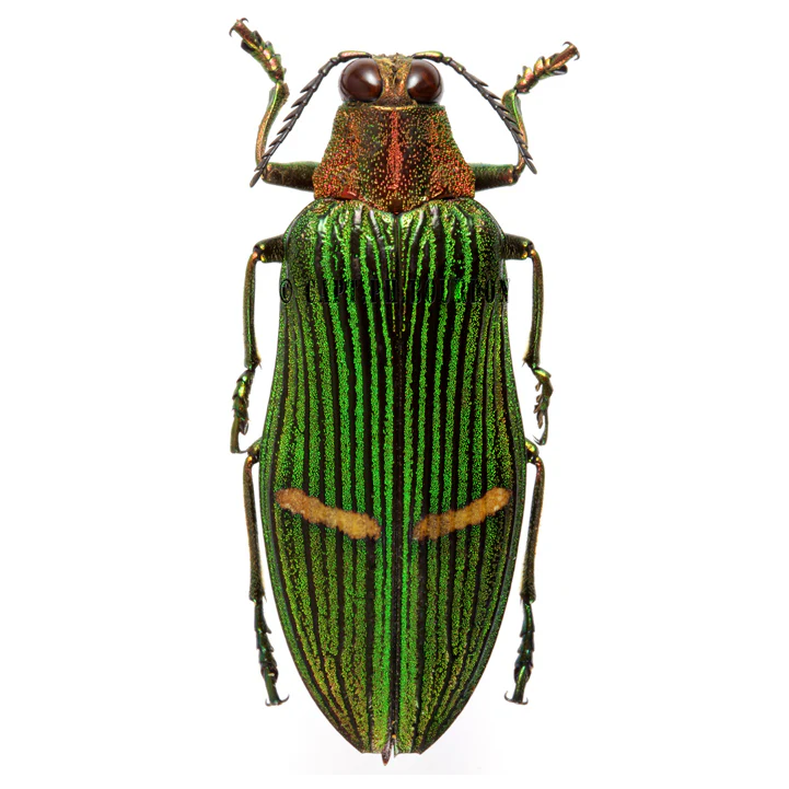 Cataxantha opulenta