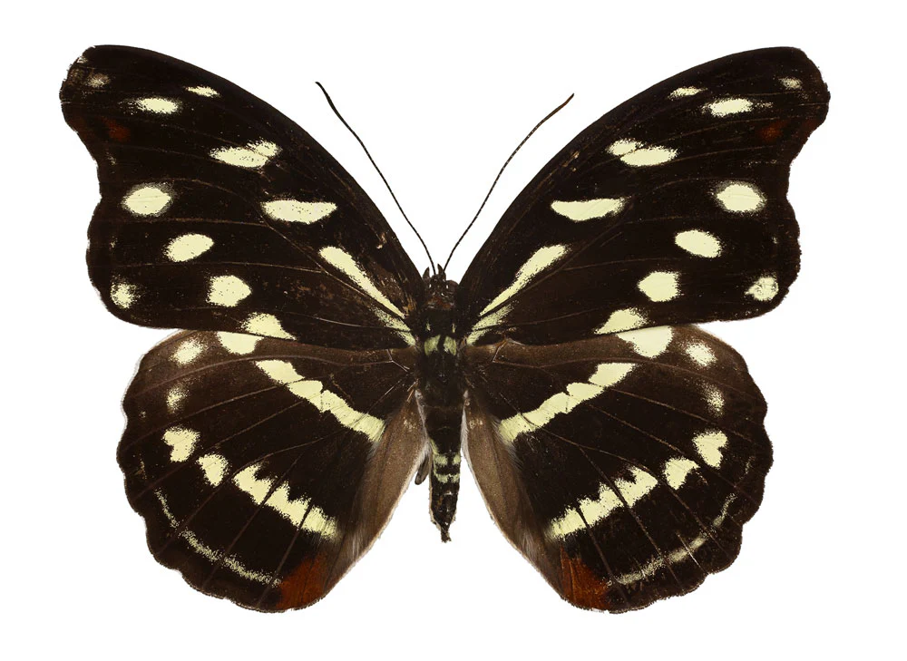 Catonephele acontius FEMALE
