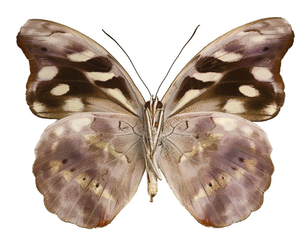 Catonephele acontius FEMALE - Image 2