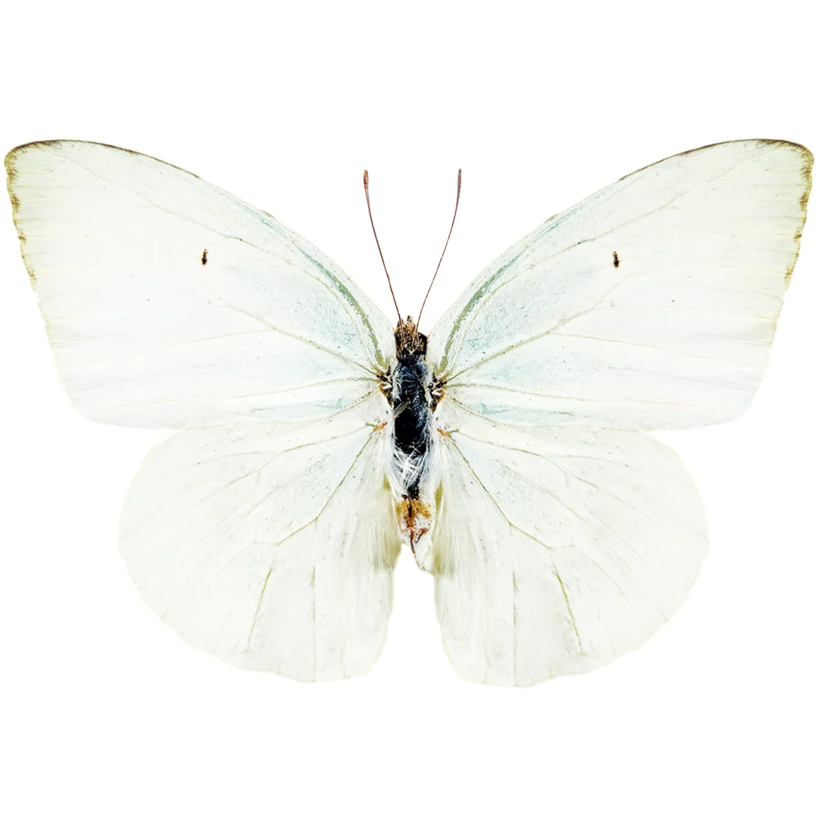 Catopsilia florella