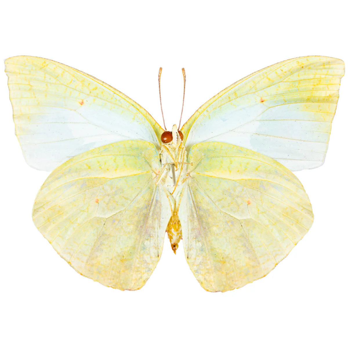 Catopsilia florella - Image 2