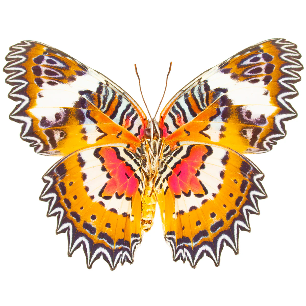 Cethosia hypsea