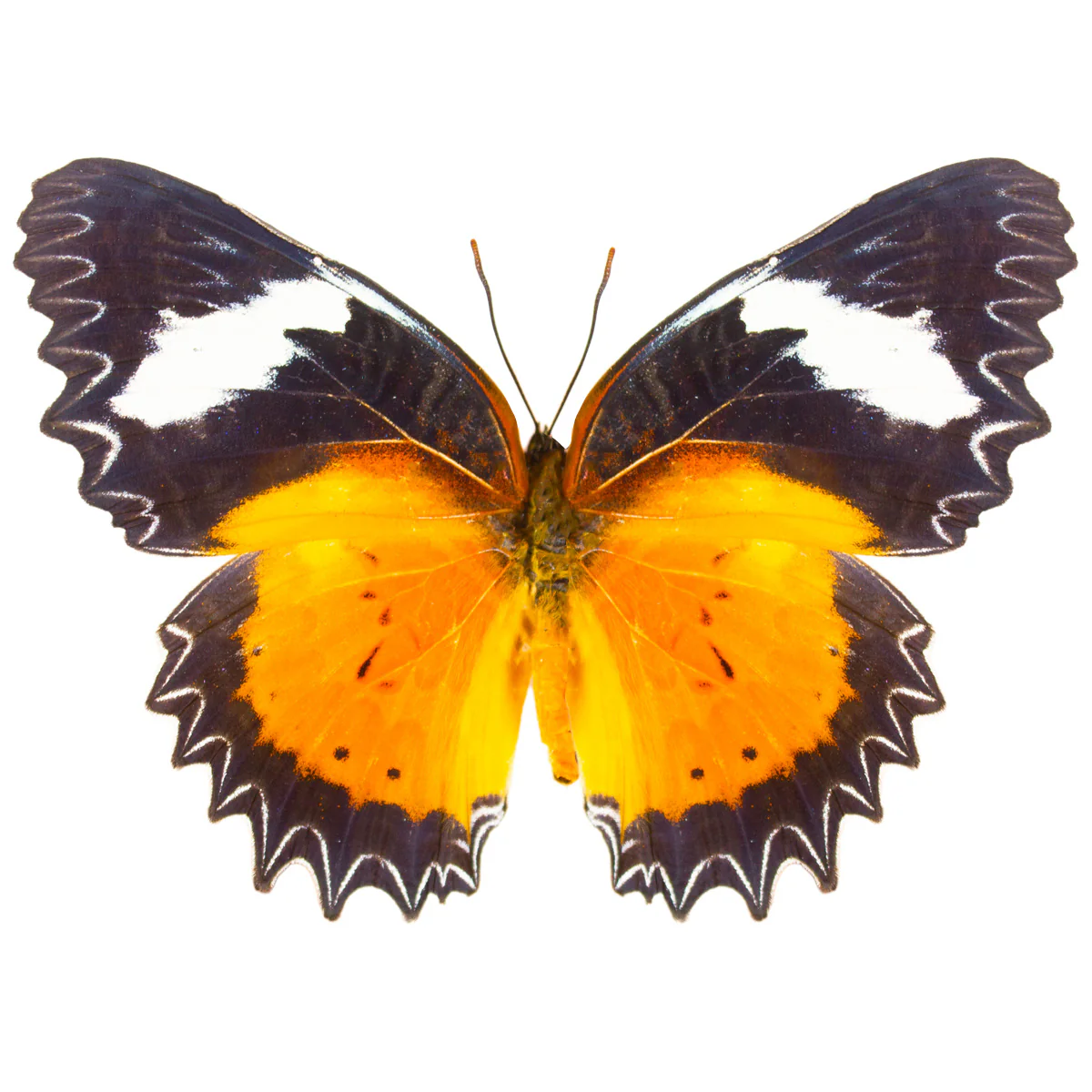 Cethosia hypsea - Image 2