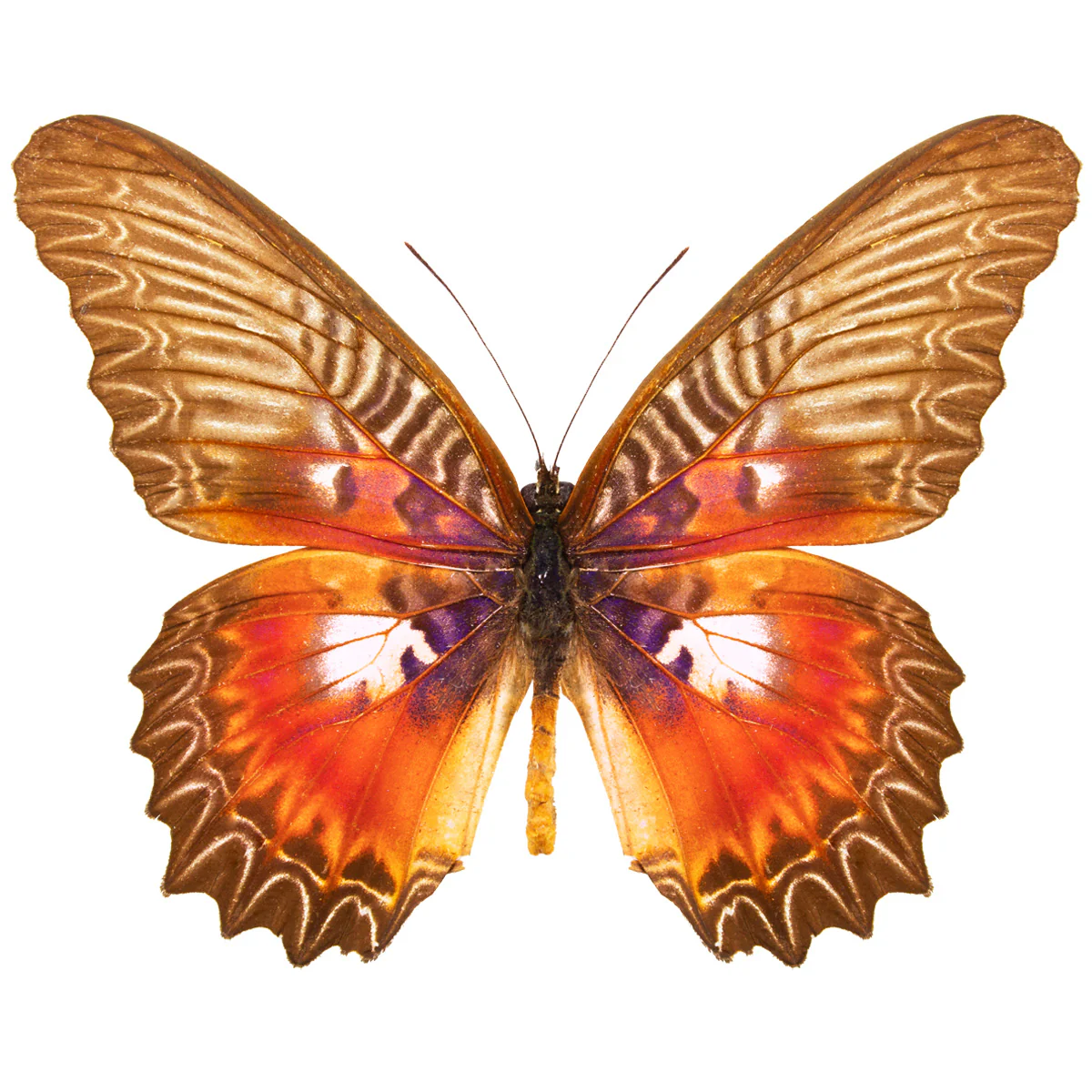 Cethosia myrina