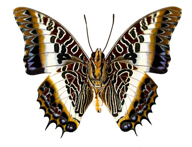Charaxes brutus