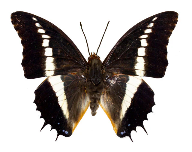 Charaxes brutus - Image 2